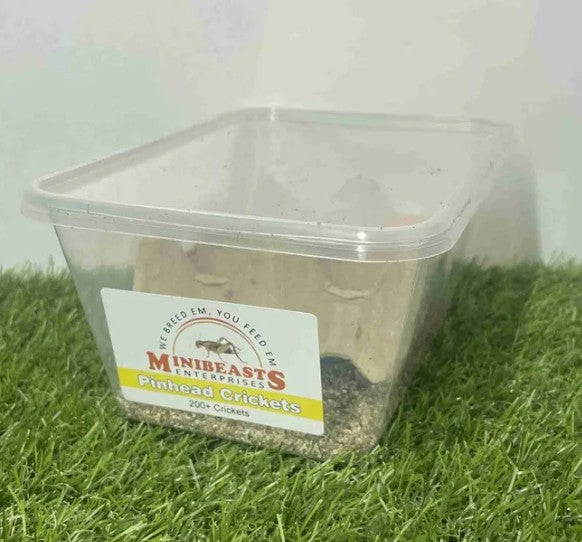 MINIBEASTS CRICKETS PINHEAD TUB