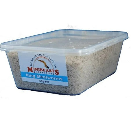 MINIBEASTS KING MEALWORMS TUB 50G