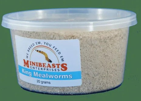 MINIBEASTS KING MEALWORMS TUB 20G