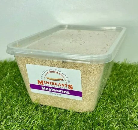 MINIBEASTS MEALWORMS TUB 250G