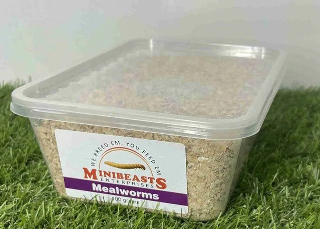 MINIBEASTS MEALWORMS TUB 100G
