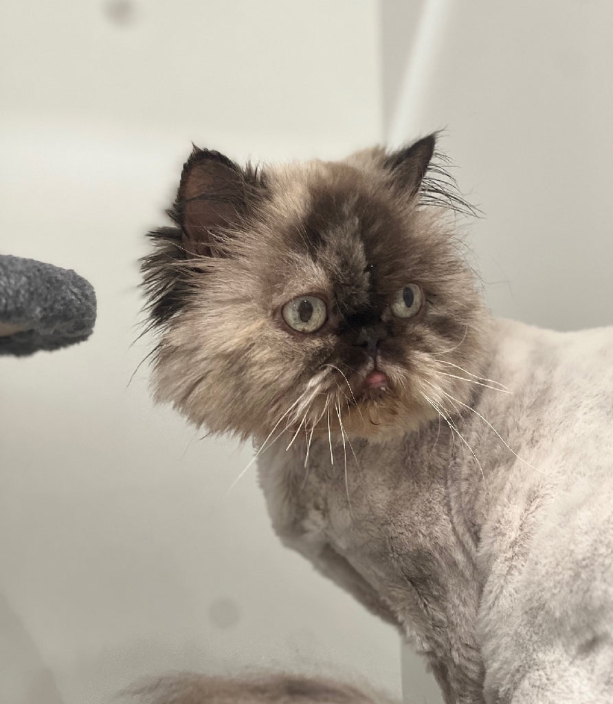 RESCUE CAT HIMALAYAN SEAL TORTI POINT FEMALE - WINNIE