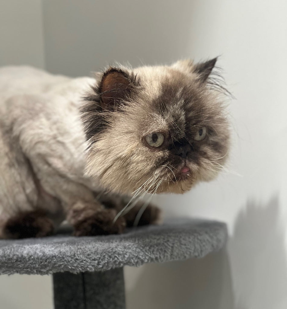 RESCUE CAT HIMALAYAN SEAL TORTI POINT FEMALE - WINNIE