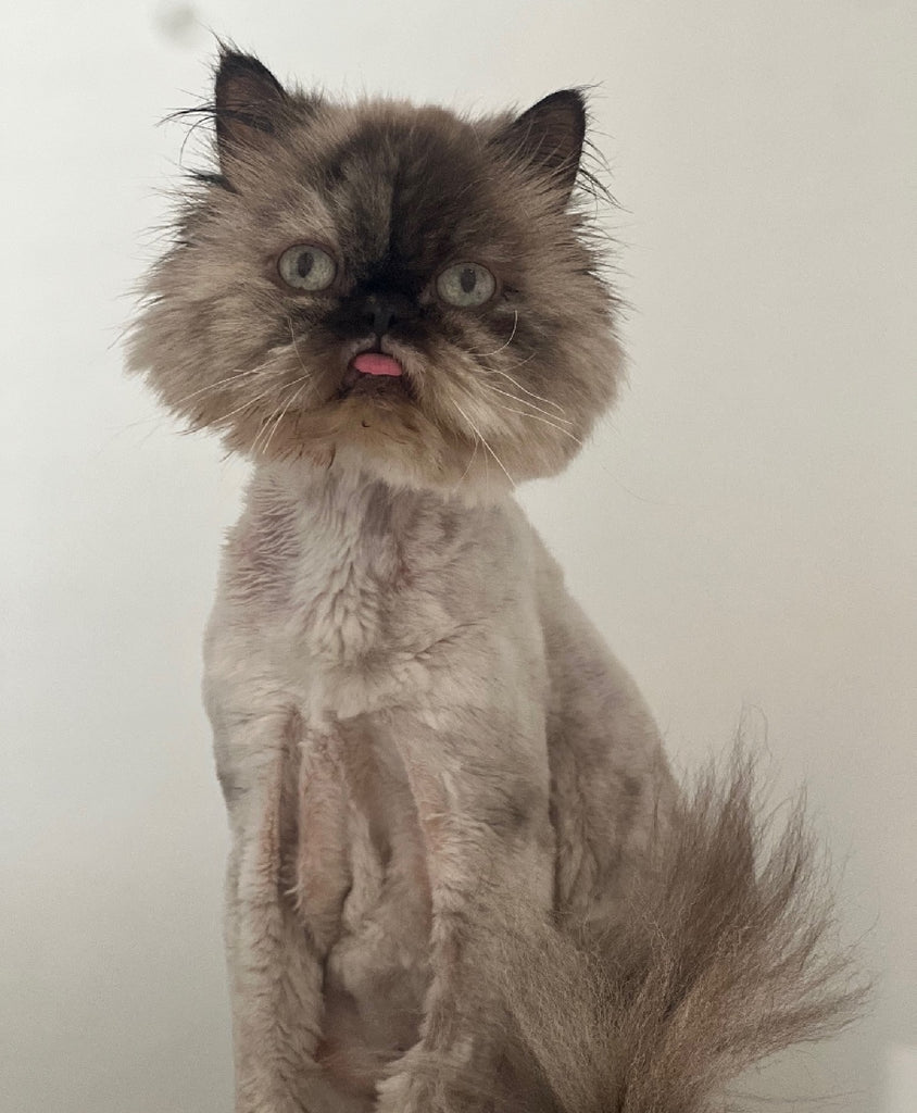 RESCUE CAT HIMALAYAN SEAL TORTI POINT FEMALE - WINNIE