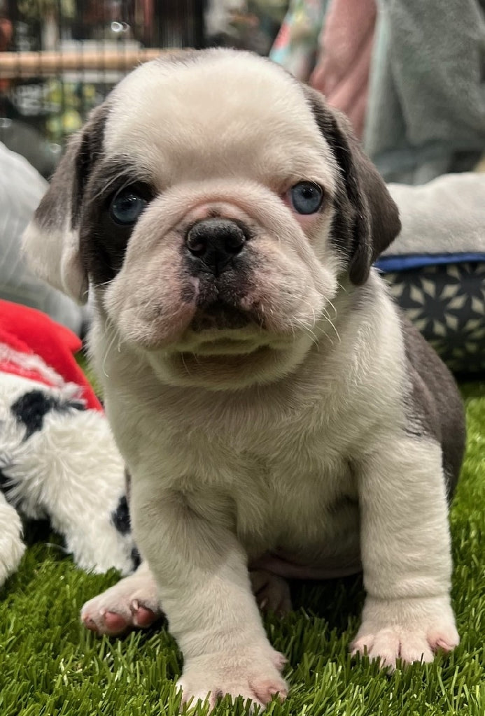 PUP PUG MALE BLUE PANDA 287