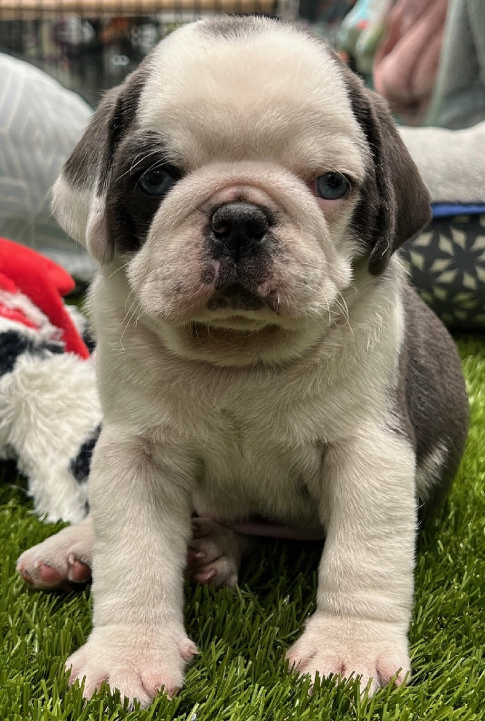 PUP PUG MALE BLUE PANDA 287