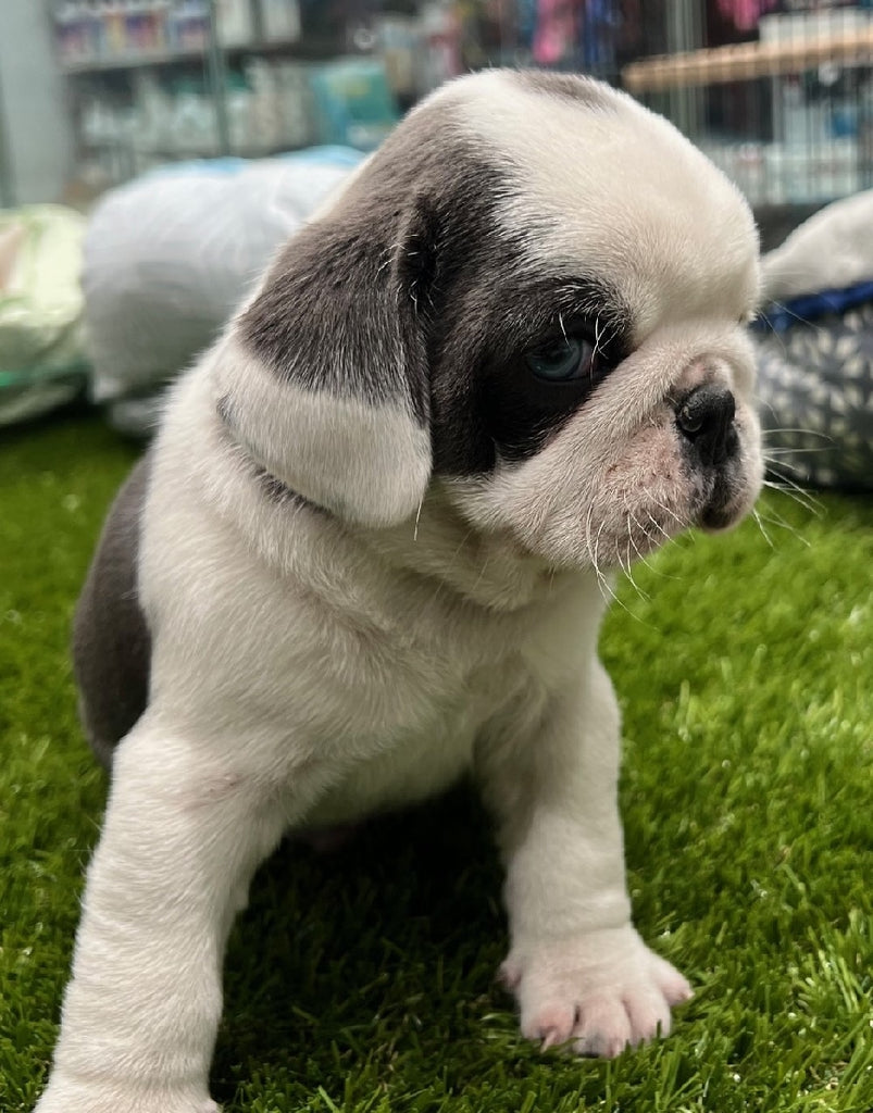 PUP PUG MALE BLUE PANDA 287