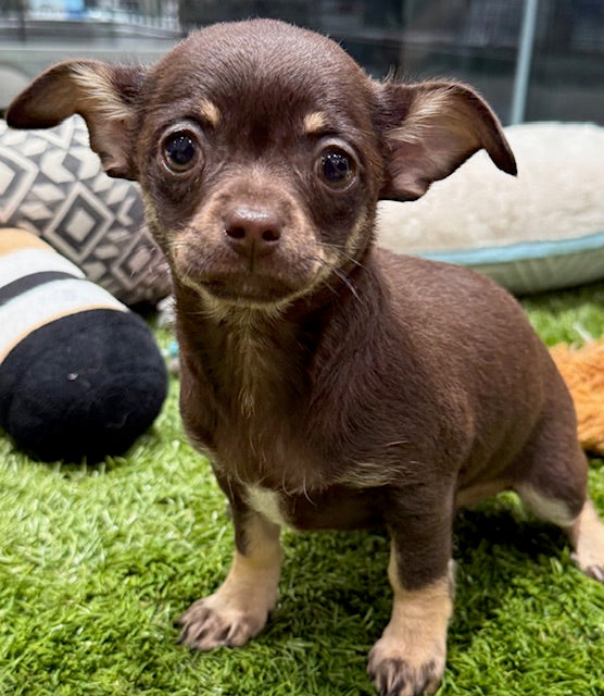 PUP CHIHUAHUA FEMALE CHOCOLATE AND TAN 765