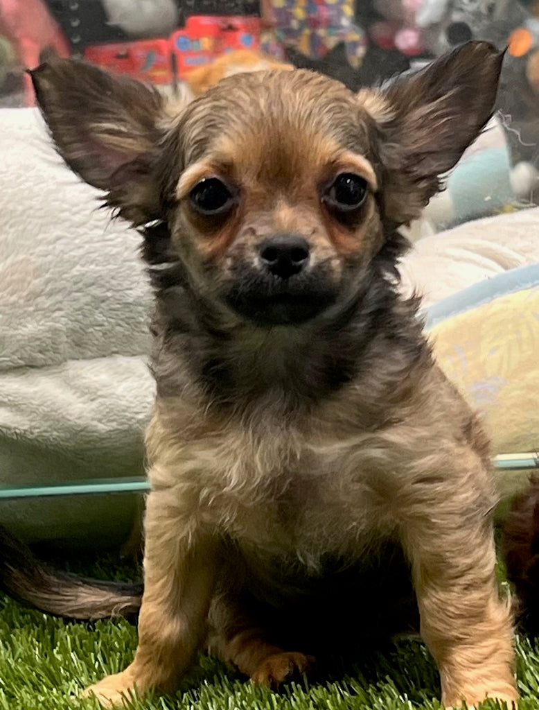 PUP 3/4 CHIHUAHUA (3/4 CHIHUAHUA ,1/4 SILKY) FEMALE SABLE 356