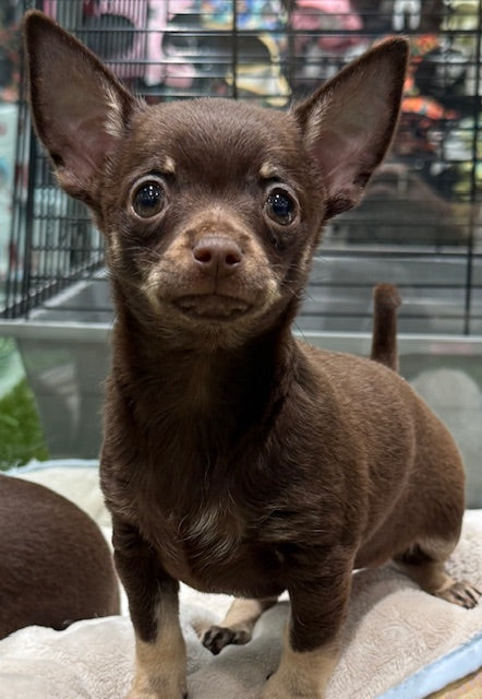 PUP CHIHUAHUA MALE CHOCOLATE AND TAN 226