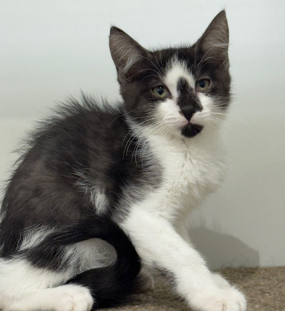 RESCUE KITTEN DSH MALE GREY AND WHITE 692 - OTIS