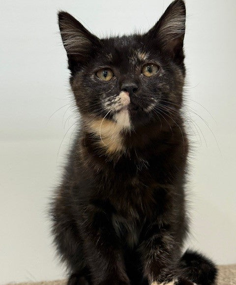 RESCUE KITTEN DSH FEMALE TORTIE 694 - CLARA