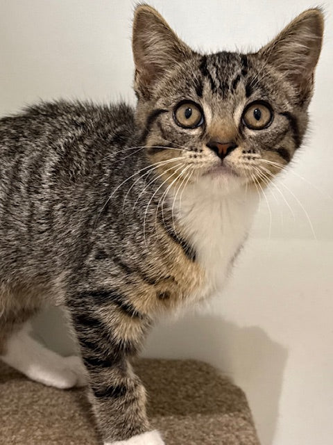 RESCUE KITTEN DSH FEMALE TABBY 697 - LOTTIE