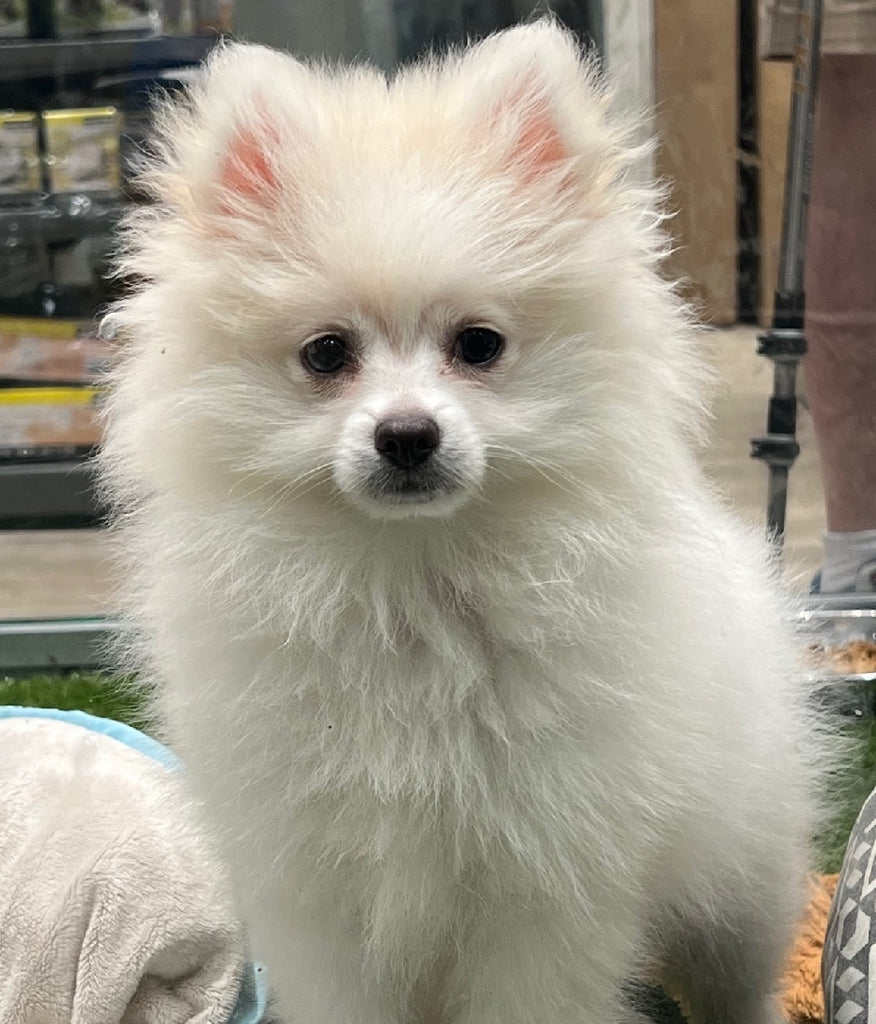 PUP POMERANIAN MALE CREAM 642