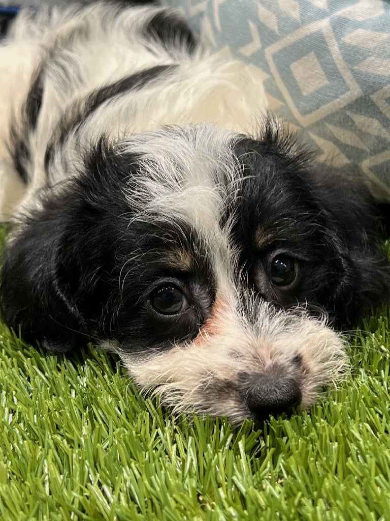 PUP DACHOODLE ( MINI DACHSHUND X TOY POODLE ) MALE BLACK AND TAN PARTI 222