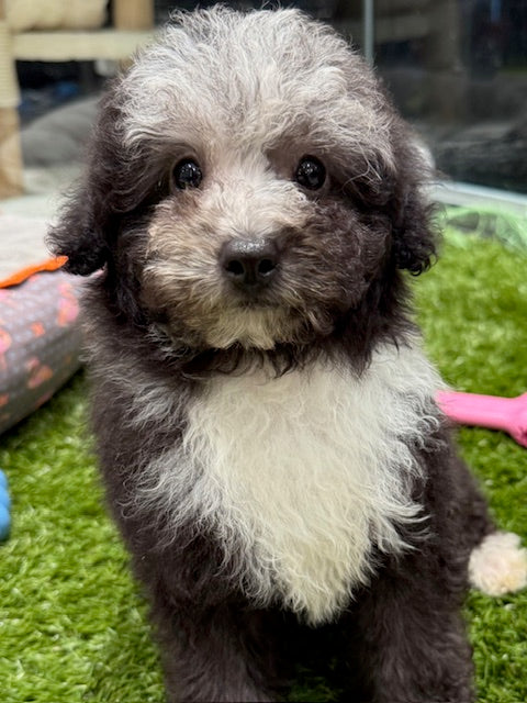 PUP TOY POODLE FEMALE BLUE MERLE 962
