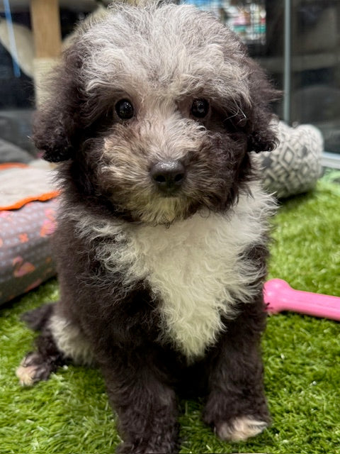 PUP TOY POODLE FEMALE BLUE MERLE 962