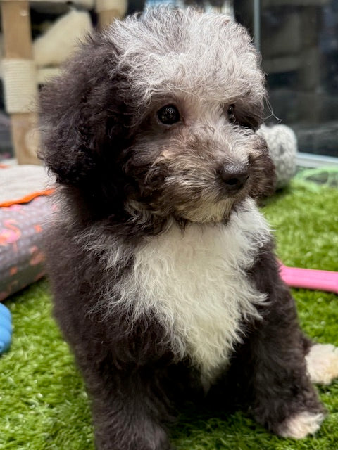 PUP TOY POODLE FEMALE BLUE MERLE 962