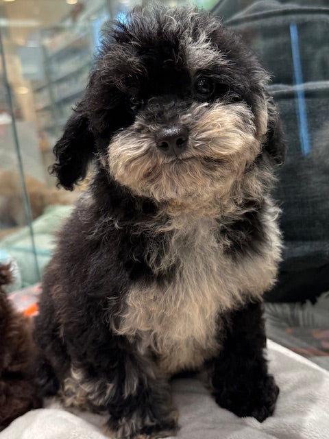 PUP TOY POODLE FEMALE BLUE MERLE 979