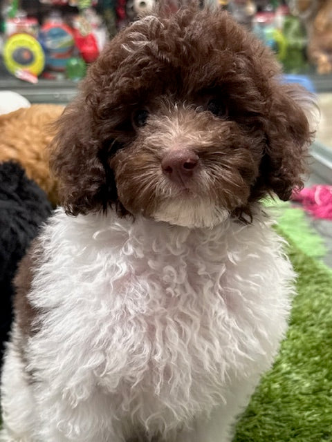 PUP TOY POODLE CHOCOLATE PARTI MALE #019