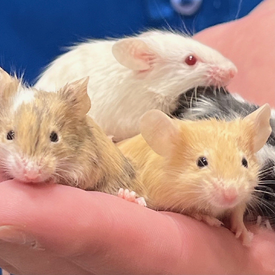 White Mouse In Pet Store MICE MALE