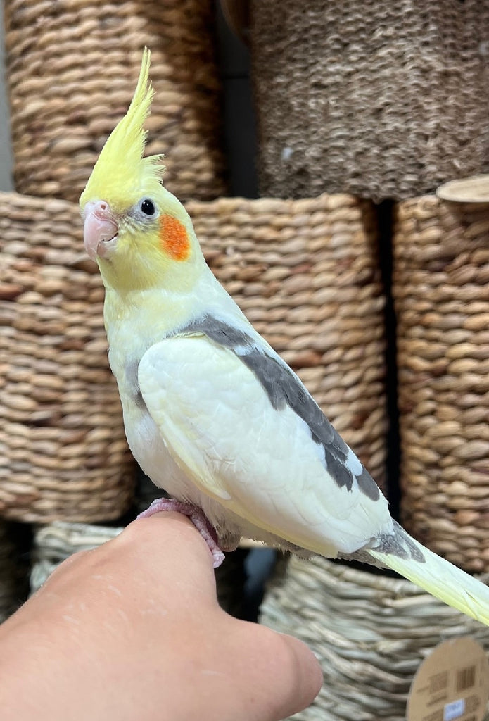 HAND RAISED BABY COCKATIELS