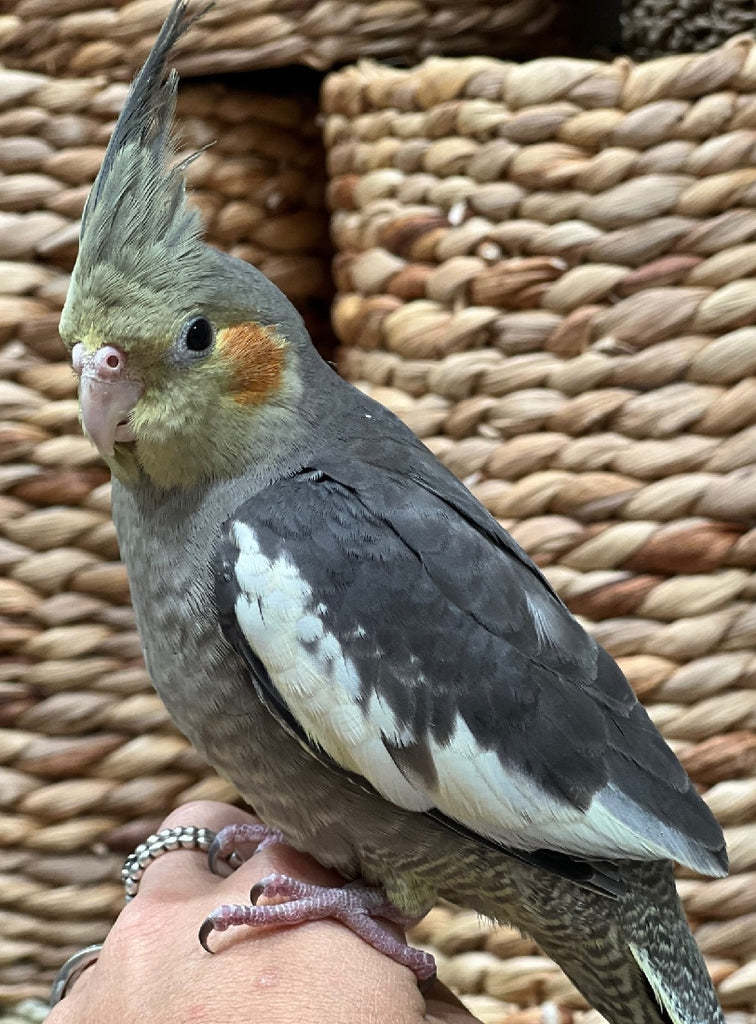 HAND RAISED BABY COCKATIELS