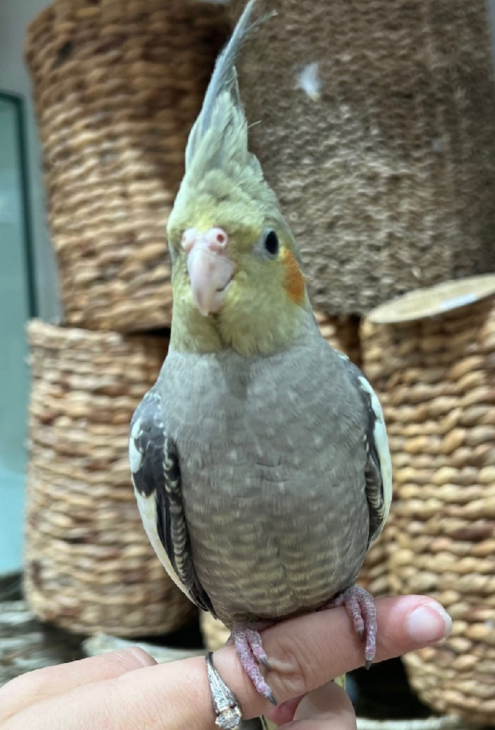 HAND RAISED BABY COCKATIELS