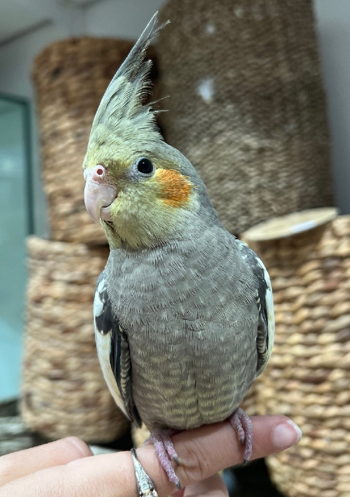 HAND RAISED BABY COCKATIELS