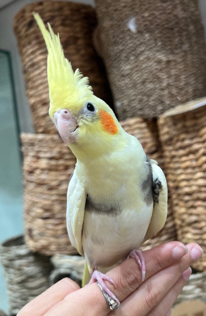 HAND RAISED BABY COCKATIELS