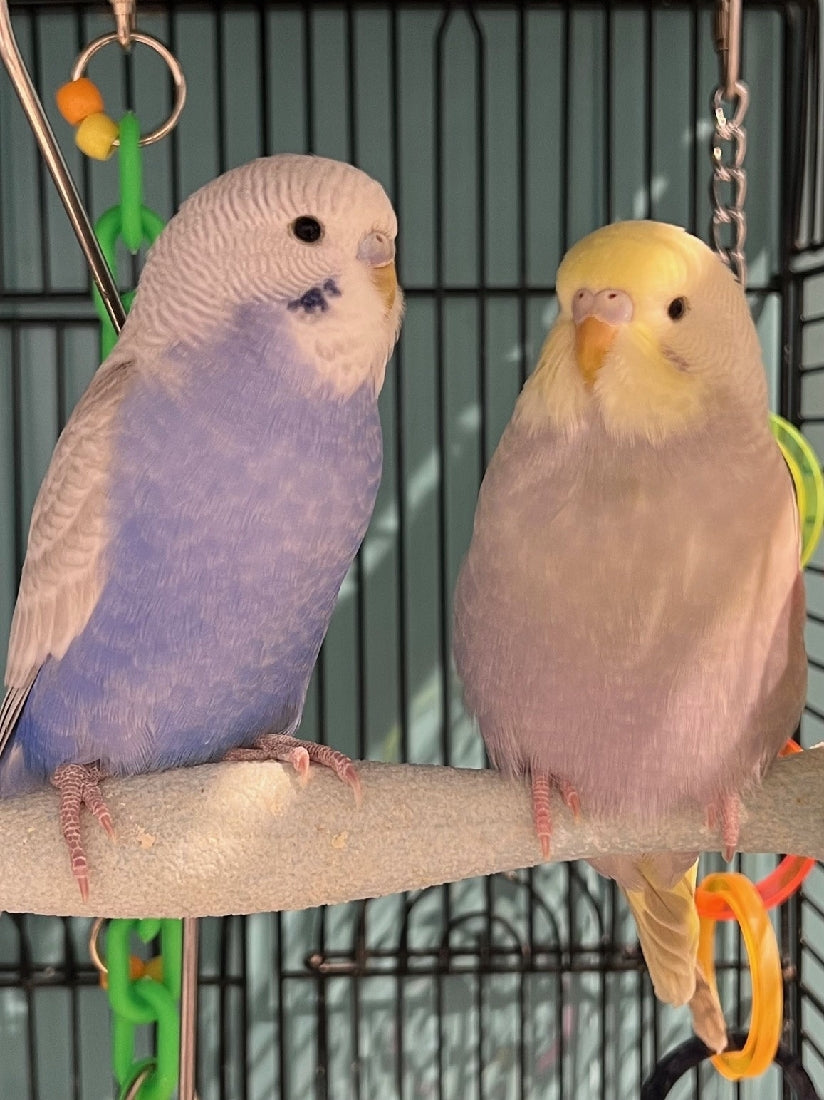 BABY BUDGIES - Main Image