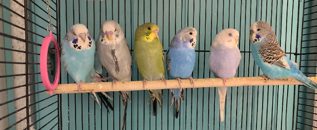 BABY BUDGIES