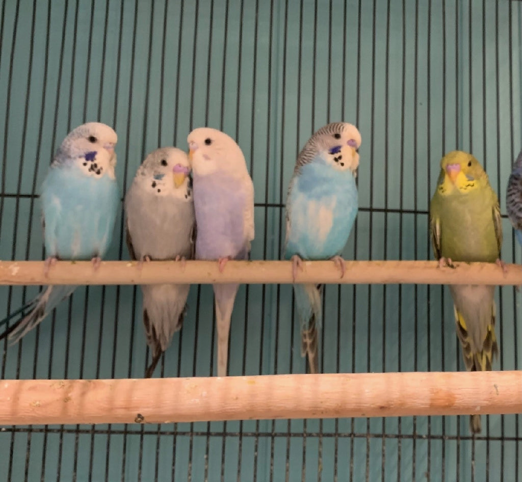 BABY BUDGIES