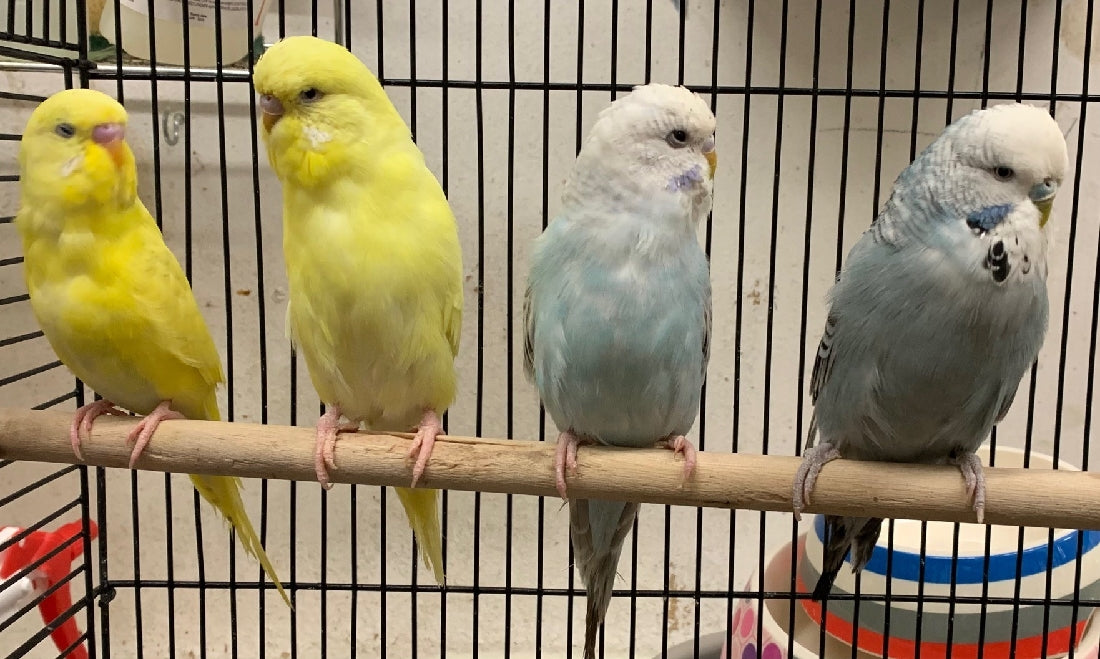 Bird Cages English Parakeet For Sale Budgie Birds English Budgies