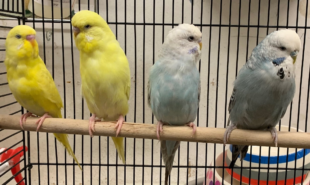 BABY BUDGIES