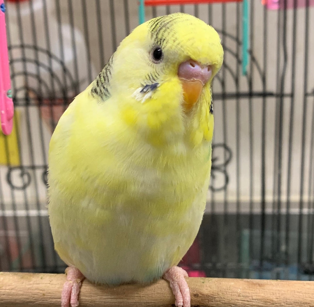 BABY BUDGIES