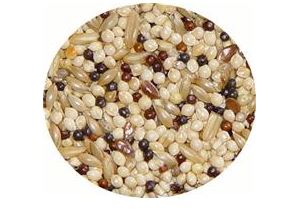 PASSWELL DELIGHT AVIAN - CANARY 75G