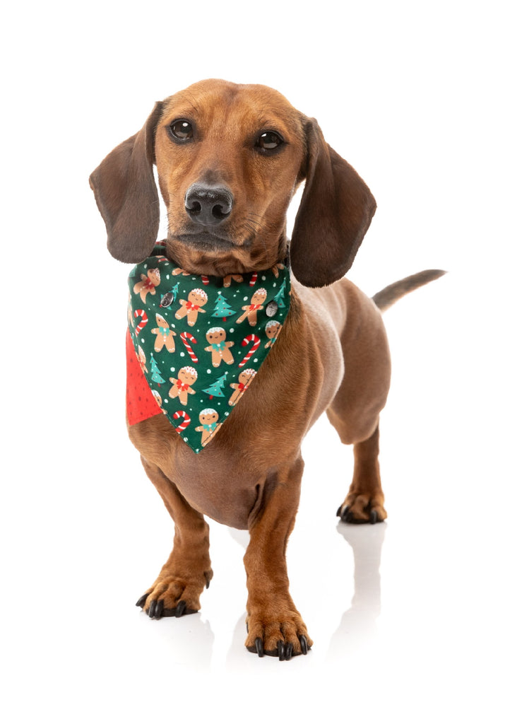 XMAS FUZZYARD BANDANA - JOLLY GINGERBREAD AND CANES [SZ:MED/LGE]