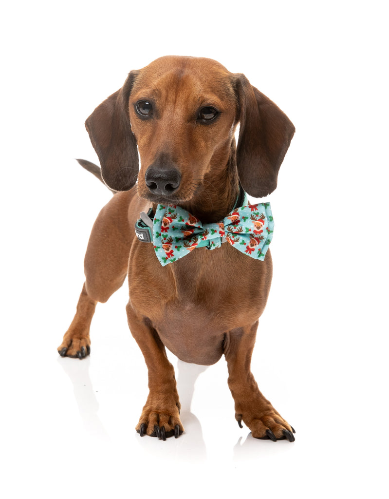 XMAS FUZZYARD BOWTIE - BLITZEN BLIZZARD [SZ:SML]