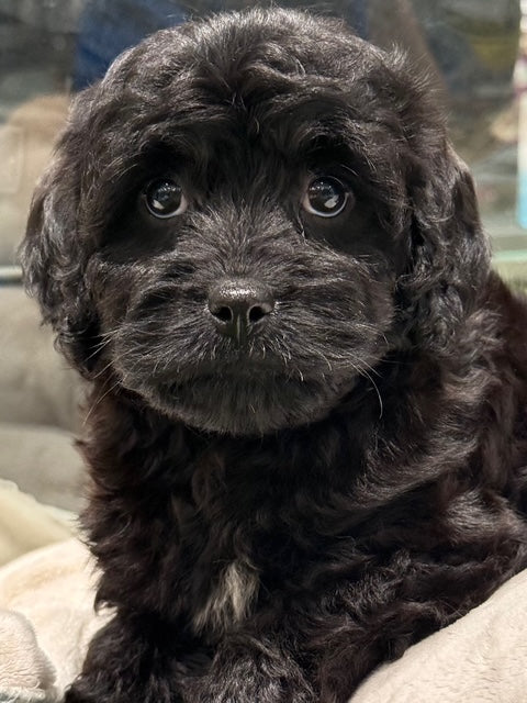 PUP TOY CAVOODLE MALE BLACK 578