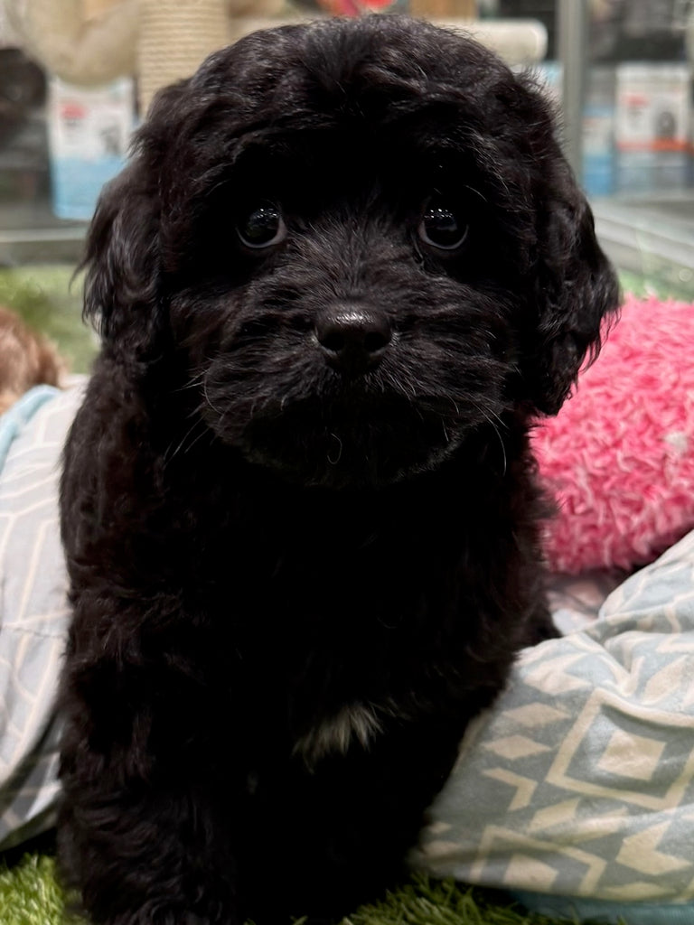 PUP TOY CAVOODLE MALE BLACK 578