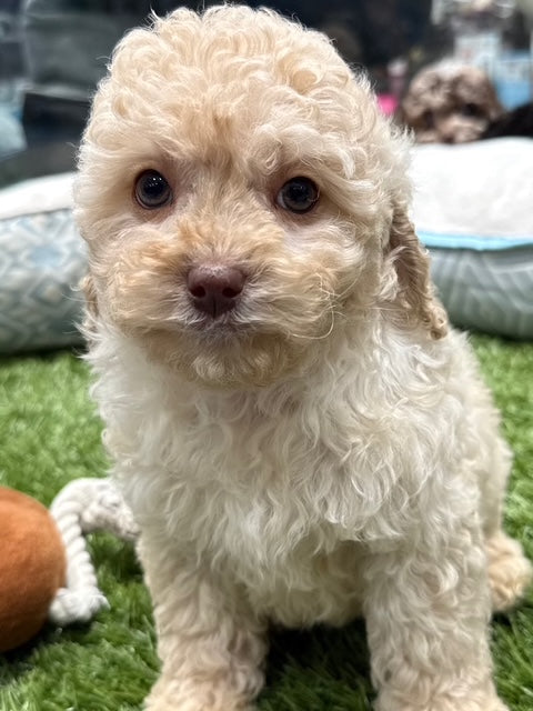 PUP TOY CAVOODLE FEMALE LIVER POINTED CREAM 580