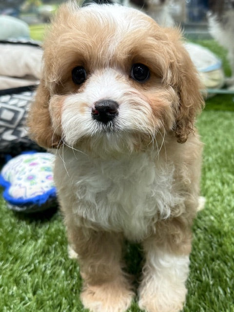 PUP CAVOODLE FEMALE APRICOT 589
