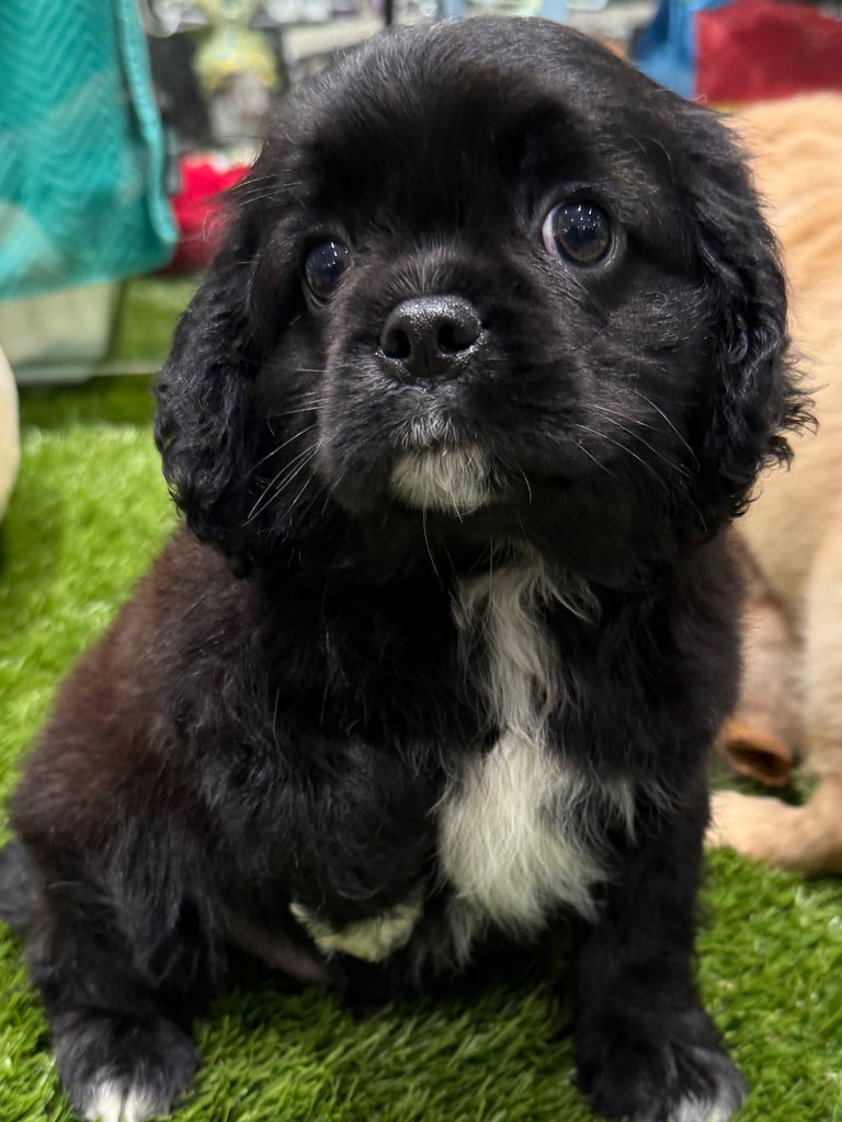 PUP PUGALIER MALE BLACK SEAL 592
