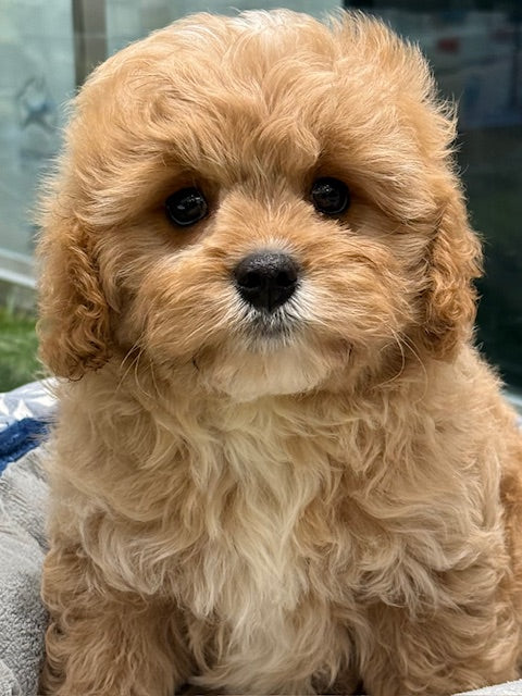 PUP MINI CAVOODLE MALE APRICOT 611