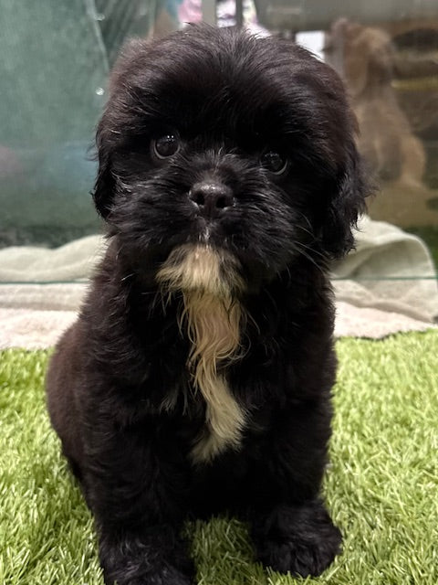 PUP PUGALIER MALE SEAL 542