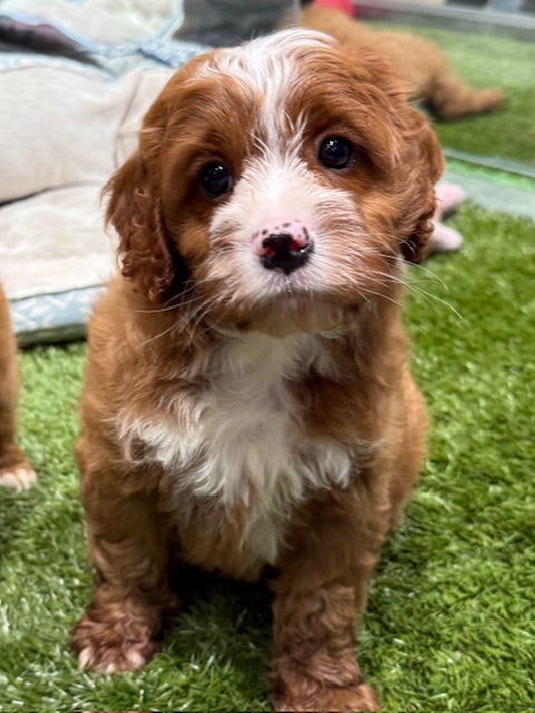 PUP TOY CAVOODLE MALE RUBY 786