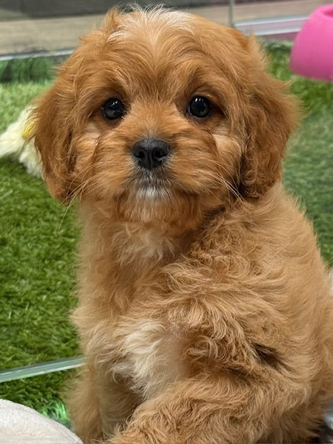 PUP TOY CAVOODLE MALE RUBY 341