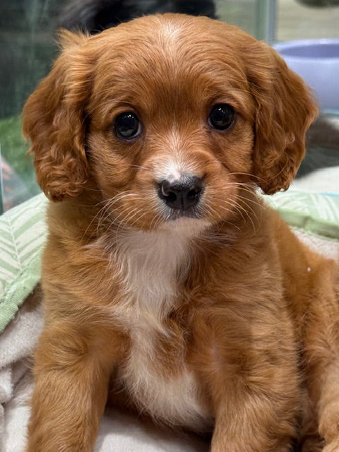 PUP TOY CAVOODLE FEMALE RUBY 345