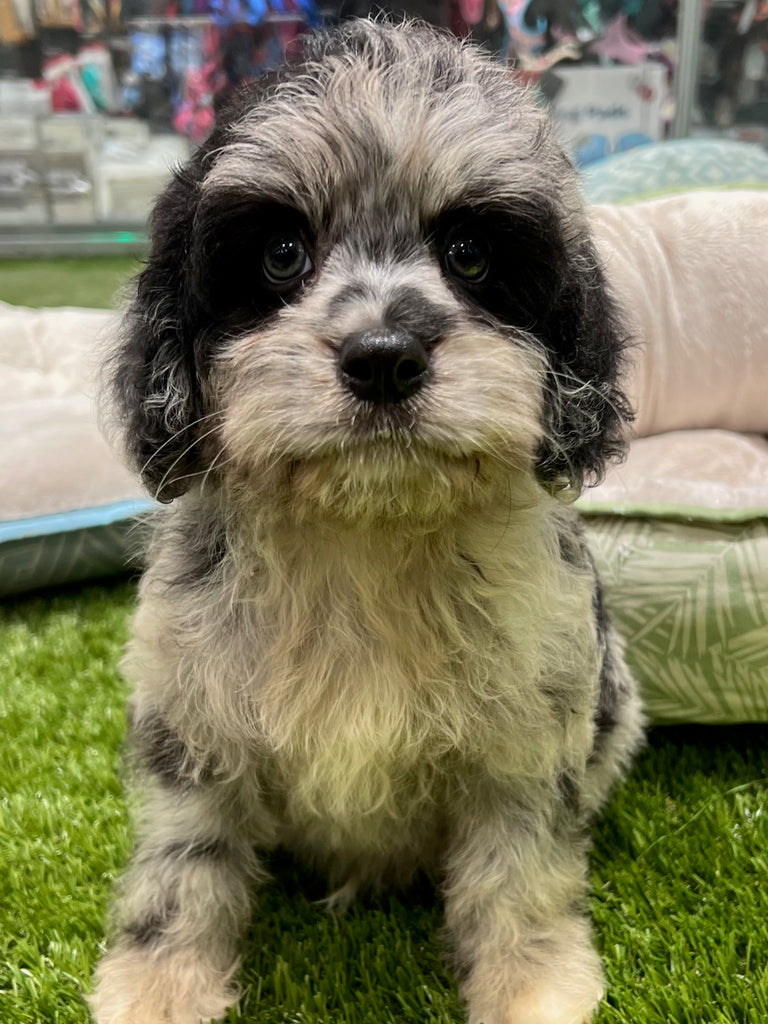 PUP TOY CAVOODLE MALE BLUE MERLE 494